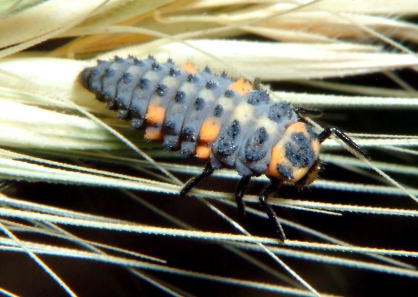 Macrofotografia (anche per micologi)